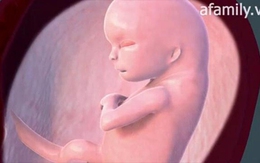 Hành trình từ phôi thai tới bào thai
